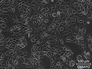 Brightfield micrograph of OVSAYO, showing adherent growth.