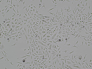 Brightfield micrograph of OVTOKO, showing adherent growth.