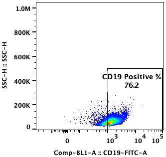 Flow cytometry plot of P30/OHK, showing CD19 expression to be 76.2%.