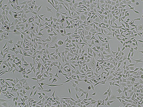 Brightfield micrograph of PC-3, showing adherent growth.
