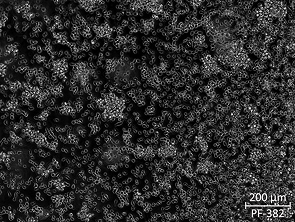 Brightfield micrograph of PF-382, showing suspension growth.