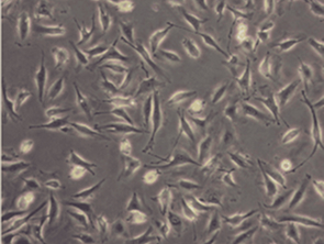 Brightfield micrograph of Porcine Coronary Endothelial Cells, showing adherent growth.