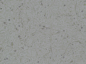 Brightfield micrograph of RD, showing adherent growth.