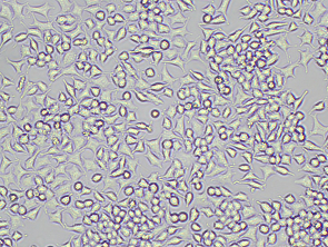 Brightfield micrograph of RIN-5F, showing adherent growth, 10X magnification.