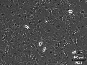 Brightfield micrograph of RK13, showing adherent growth.