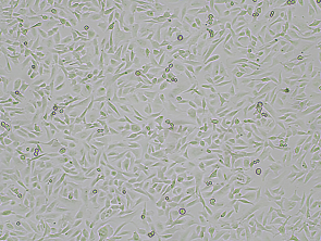 Brightfield micrograph of RPMI-7951, showing adherent growth, 4X magnification.