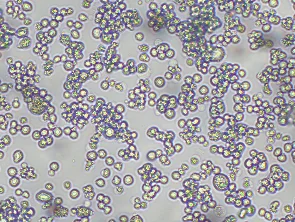 Brightfield micrograph of RPMI 8226, showing suspension growth, 10X magnification.