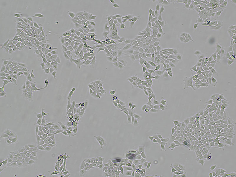 Brightfield micrograph of T3M-4, showing adherent growth, 4X magnification.