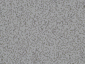 Brightfield micrograph of U-937, showing suspension growth.