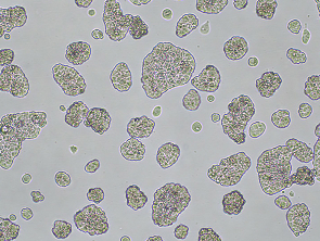 Brightfield micrograph of UACC-812, showing adherent growth, 4X magnification.