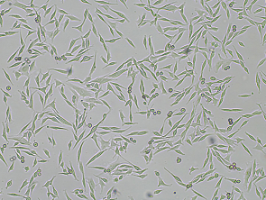 Brightfield micrograph of WM-266-4, showing adherent growth, 4X magnification.