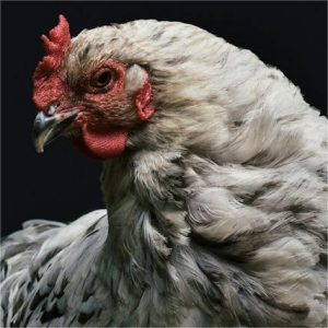 Chicken Muscle Satellite Cells