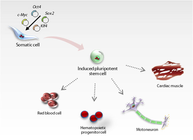 the derivation of iPSC