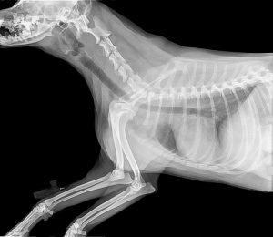 Canine Bone Marrow Mononuclear Cells