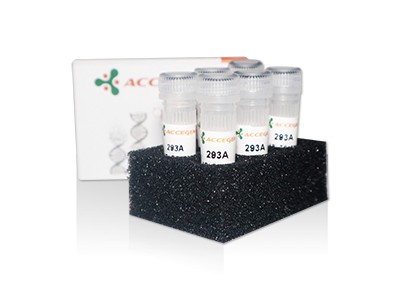 AcceGen product hek 293a cell line