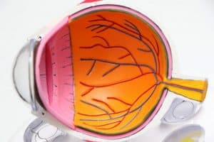 Human Retinal Pigment Epithelial Cells