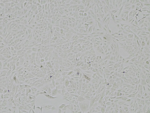 Brightfield micrograph of A549, showing adherent growth.