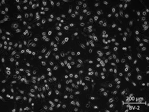 Brightfield micrograph of BV-2, showing adherent growth, 20X magnification.