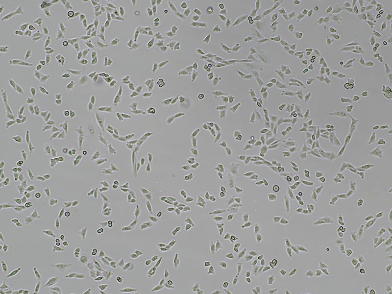 Brightfield micrograph of CHO-K1, showing adherent growth, 4X magnification.
