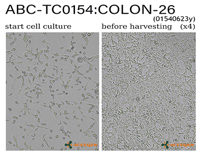 colon-26 cell line
