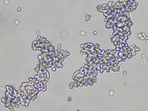 Brightfield micrograph of COR-L311, showing suspension growth, 10X magnification.