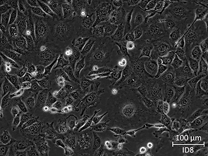 Brightfield micrograph of ID8 Mouse Ovarian Surface Epithelial Cell Line, showing adherent growth.
