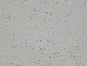 Brightfield micrograph of Immortalized Mouse Kupffer Cell Line (ImKC), showing adherent growth, 4X magnification.