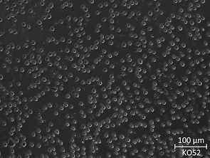 Brightfield micrograph of KO52, showing suspension growth.
