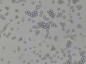 Brightfield micrograph of M-07e, showing suspension growth.