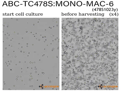 MONO-MAC-6 Cell Line | AcceGen
