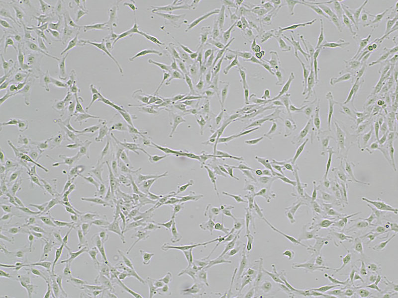 Brightfield micrograph of MPP 89, showing adherent growth, 4X magnification.