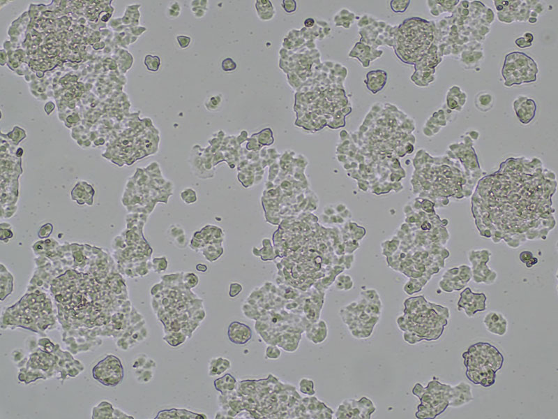 Brightfield micrograph of QGP-1, showing adherent growth, 4X magnification.