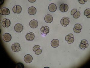 HighQC™ Mouse Embryonic Stem Cell, From C57BL/6N Murine