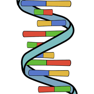 MIRacle™ mmu-miR-155-5p miRNA Agomir/Antagomir