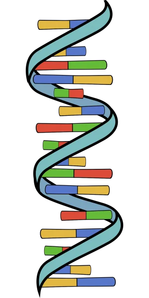 MIRacle™ hsa-miR-21-5p miRNA Agomir/Antagomir
