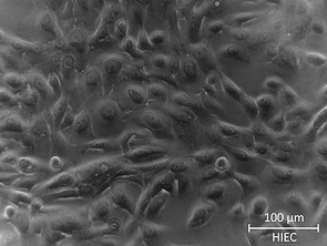 Brightfield micrograph of Human Intestinal Epithelial Cells, showing adherent growth.