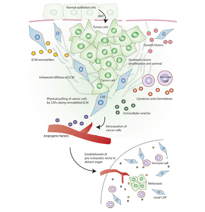 CAFs interaction with cancer cells