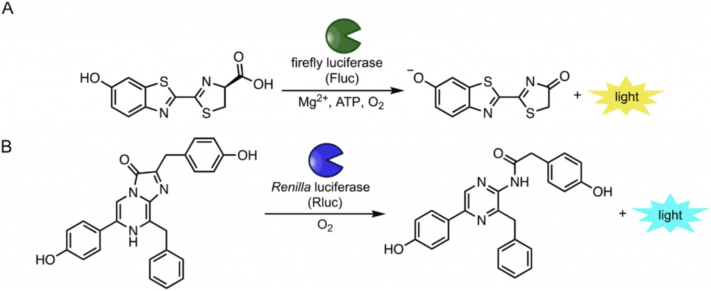 Luciferase reporter genes: How to use them in molecular biology?