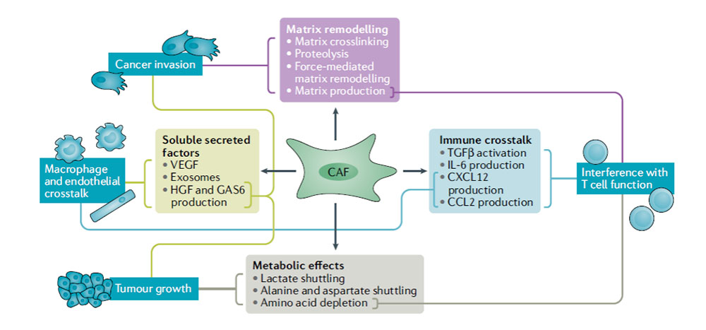 Summary of CAFs functions and the relative mechanisms