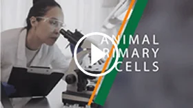 Animal Primary Cells