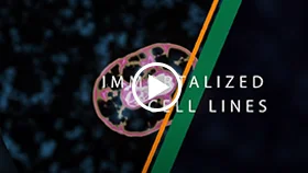Immortalized Cell Lines