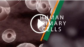 Human Primary Cells