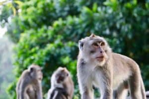 Cynomolgus Monkey Small Intestinal Epithelial Cells