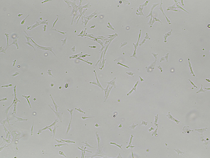 Brightfield micrograph of Immortalized Chicken Embryo Intestinal Epithelial Cells, adherent growth, 4X mag.