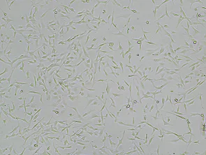 Immortalized Human Keratinocytes
