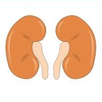 Human Renal Mesangial Cells
