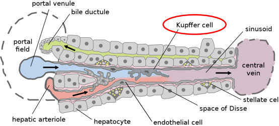 Kupffer cells in the liver infrastructure