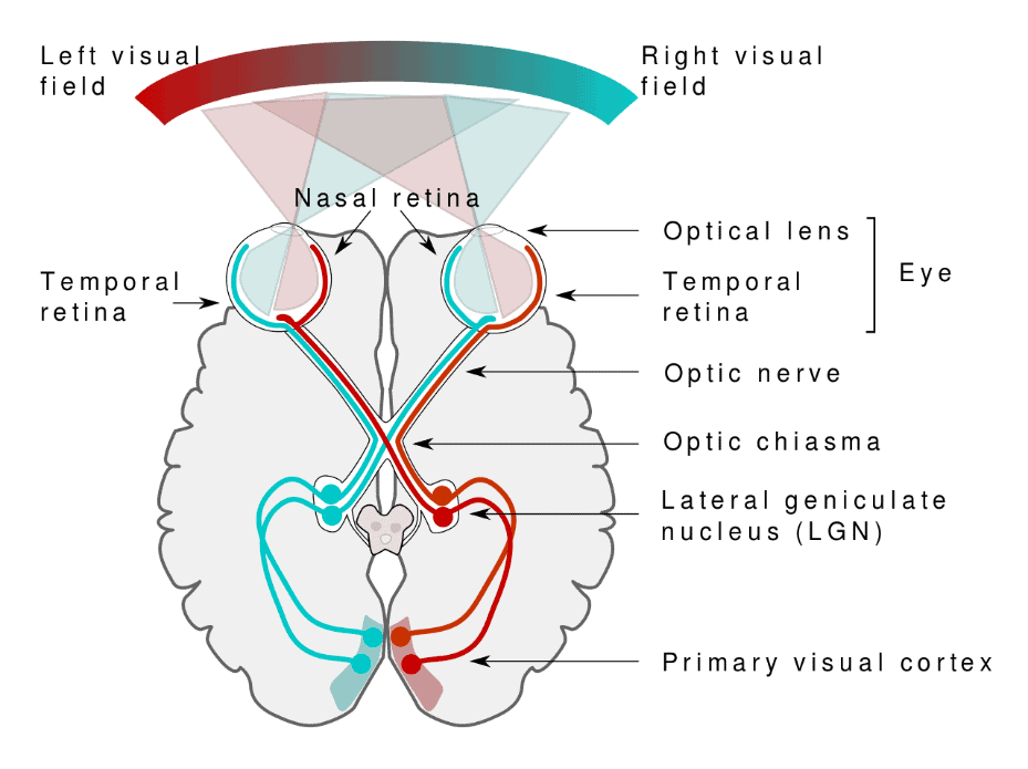 Visual System and the Characteristics of Human Ocular Primary Cells