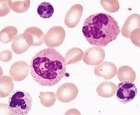 Characteristics and Applications of Human PB Neutrophils