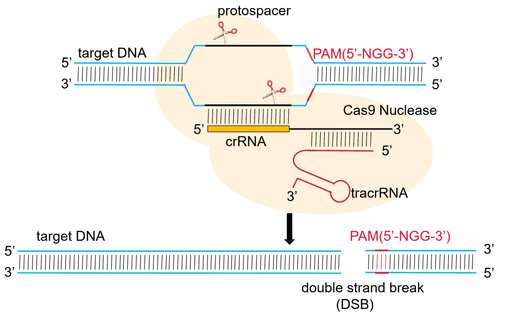 Characteristics and Applications of CRISPR/Cas9